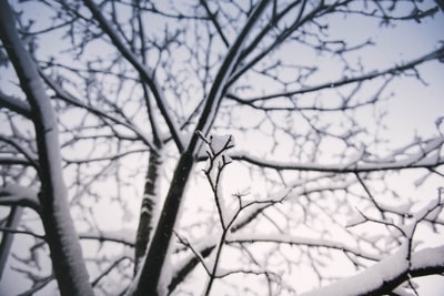 光秃秃的满是雪的树的选择性聚焦摄影
